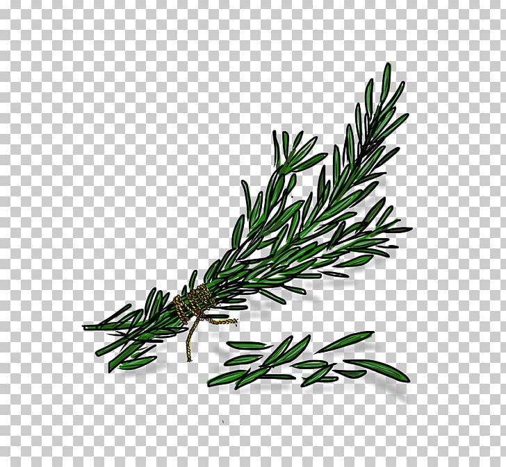 Twig Plant Stem Herbalism Rosemary PNG, Clipart, Branch, Grass, Herb, Herbalism, Others Free PNG Download