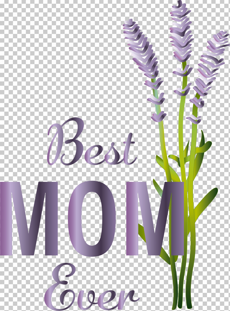 Lavender PNG, Clipart, Animation, Aromatherapy, Cartoon, English Lavender, Essential Oil Free PNG Download