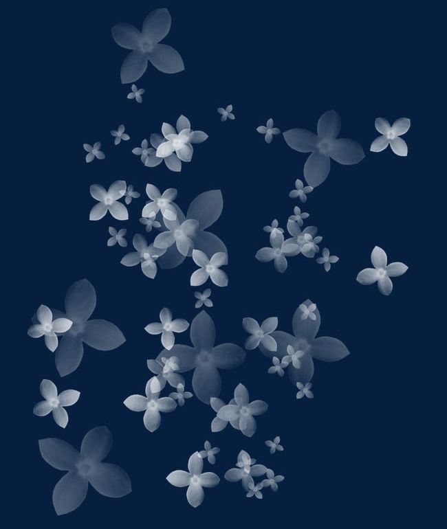 Floating White Flowers PNG, Clipart, Floating, Floating Clipart, Floating Flowers, Flowers, Flowers Clipart Free PNG Download