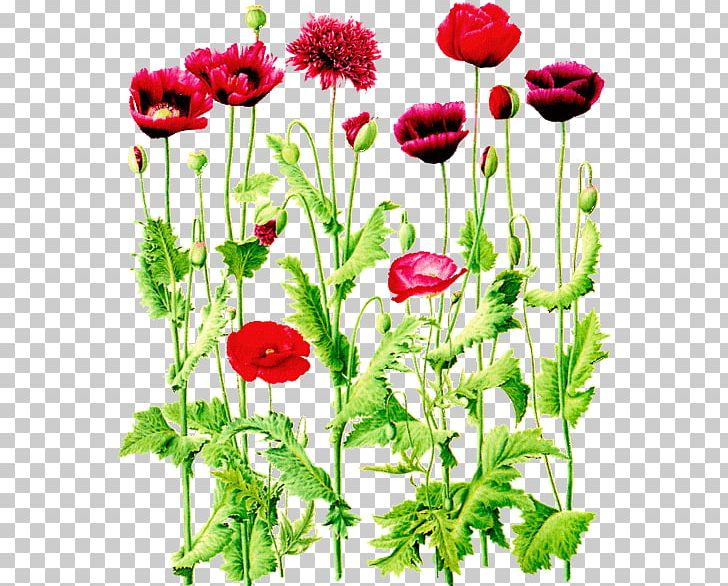 Flower Of The Fields Common Poppy Wildflower PNG, Clipart, Annual Plant, Chrysanths, Cut Flowers, Daisy, Daisy Family Free PNG Download