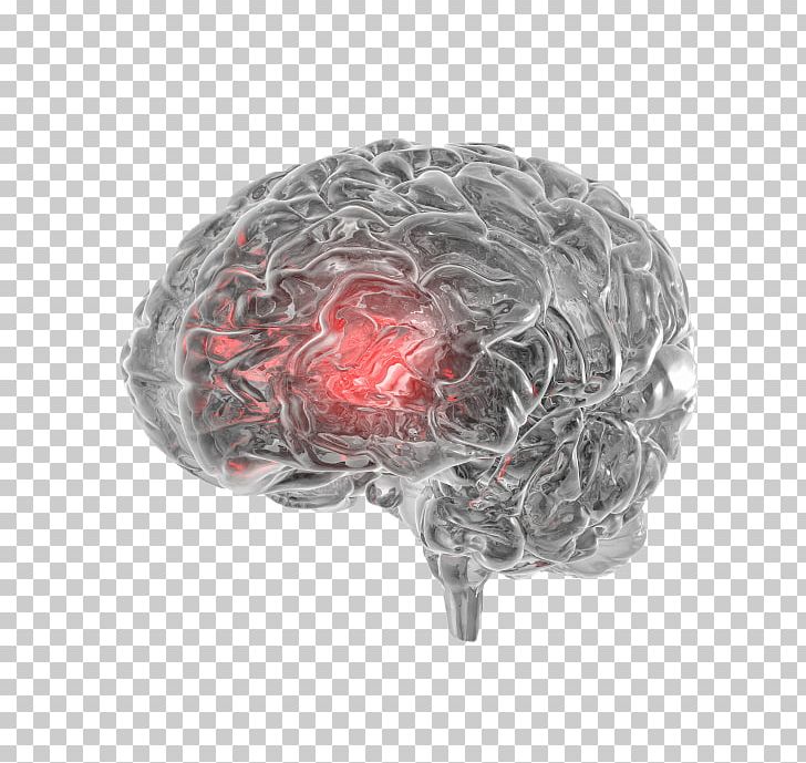 Human Brain Agy Cerebral Aqueduct Auditory Cortex PNG, Clipart, Agy, Auditory Cortex, Brain, Brainstem, Cerebellum Free PNG Download