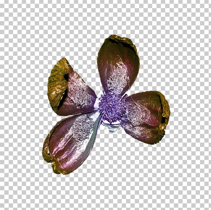 Pollinator PNG, Clipart, Miscellaneous, Others, Petal, Pollinator, Purple Free PNG Download