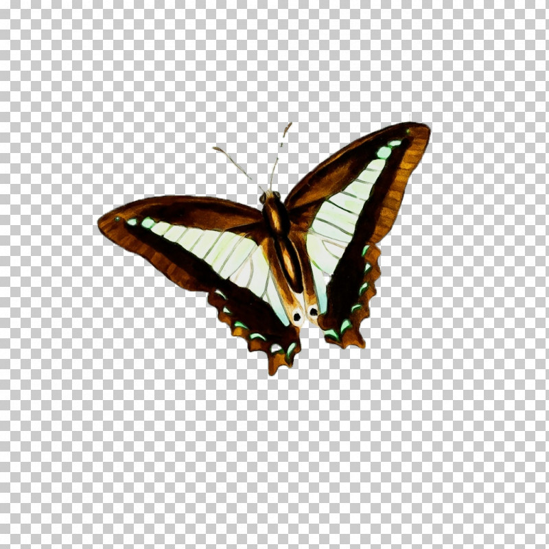 Insects Brush-footed Butterflies Moth Stx Eu.tm Energy Nr Dl PNG, Clipart, Brushfooted Butterflies, Insects, Moth, Paint, Stx Eutm Energy Nr Dl Free PNG Download