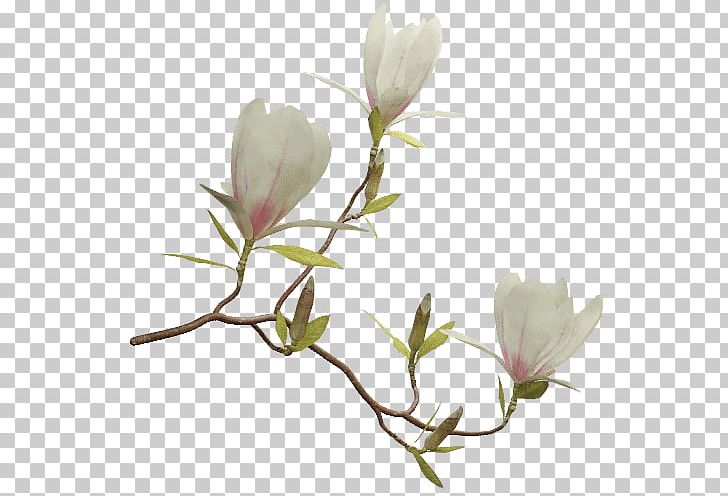 Flowering Plant Chinese Magnolia Liriodendron Tulipifera Twig PNG, Clipart, Blossom, Branch, Bud, Chinese, Chinese Magnolia Free PNG Download