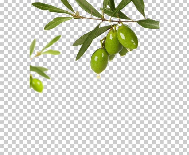 Olive Oil Green PNG, Clipart, Background Green, Branch, Branches, Citrus, Euclidean Vector Free PNG Download