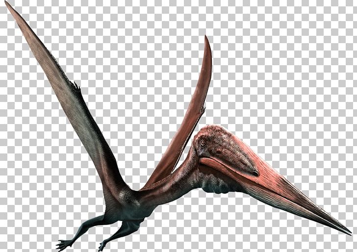 Zhejiangopterus Quetzalcoatlus Pterodactyls Pteranodon Pterosaurs PNG, Clipart, Anhanguera, Antler, Antorbital Fenestra, Azhdarchidae, Beak Free PNG Download