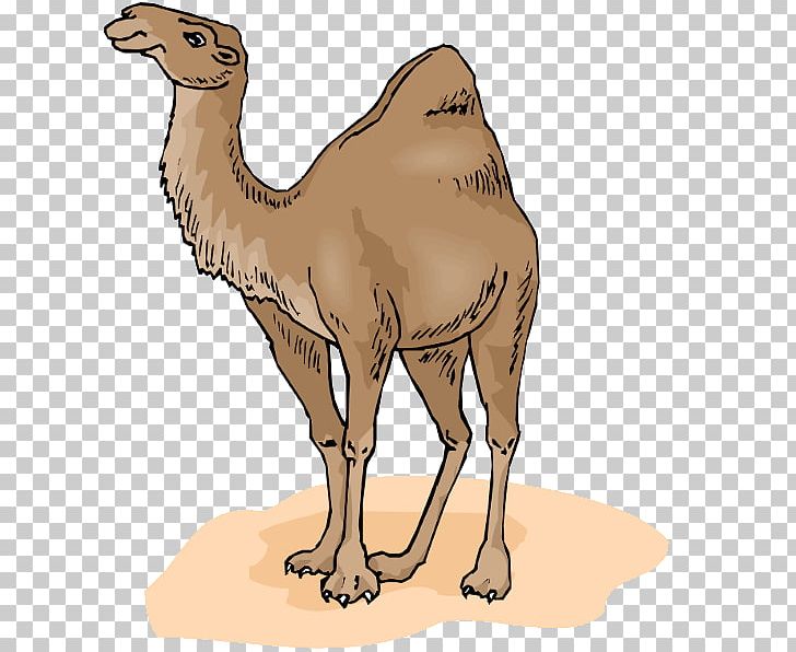 Bactrian Camel Dromedary PNG, Clipart, Arabian Camel, Bactrian Camel, Buff Cratoon Camel, Camel, Camel Like Mammal Free PNG Download