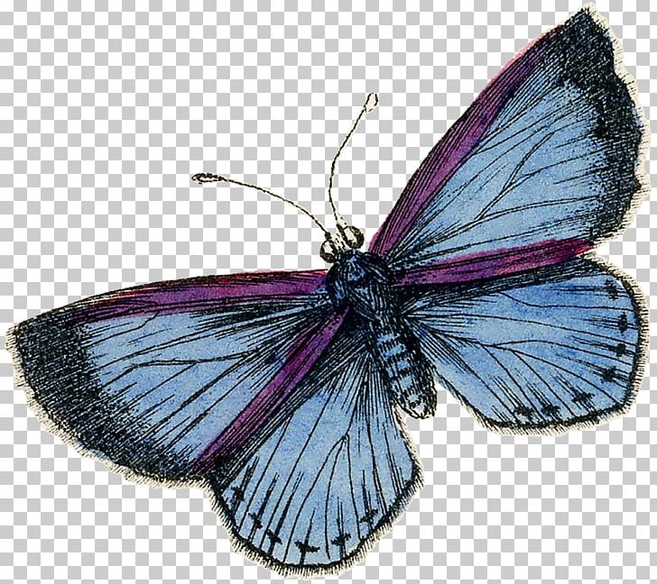 Brush-footed Butterflies Pieridae Gossamer-winged Butterflies Moth Butterfly PNG, Clipart, Arthropod, Brush Footed Butterfly, Butterfly, Insect, Insects Free PNG Download