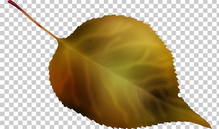 Leaf Close-up Petal PNG, Clipart, Closeup, Leaf, Petal, Plant, Yaprak Resimleri Free PNG Download