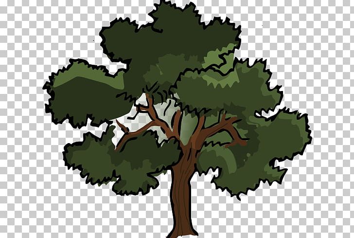 Southern Live Oak Tree PNG, Clipart, Acorn, Cartoon, Drawing, Flowering Plant, Free Content Free PNG Download