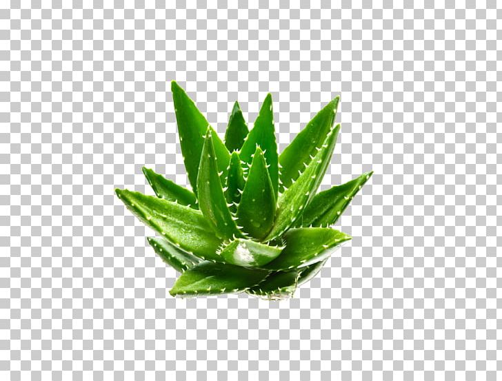 Aloe Vera Euclidean Plant Aloin Green PNG, Clipart, Acemannan, Aloe, Aloe Plant, Aloe Vera, Aloe Vera Crush Free PNG Download