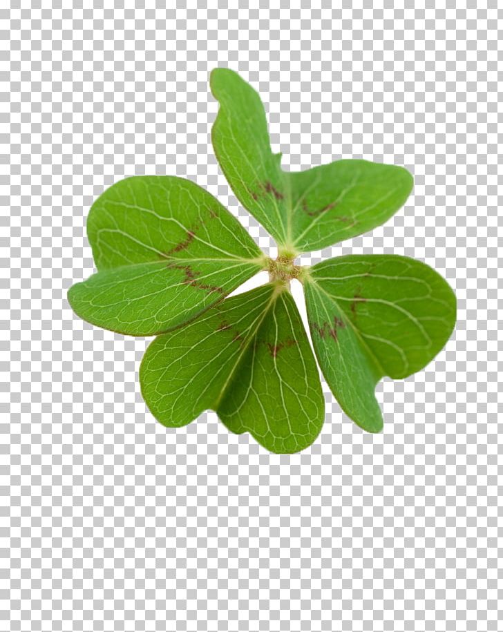 Benedictijnse Regels Four-leaf Clover Oxalis Tetraphylla Luck PNG, Clipart, Background Green, Clover, Dicotyledonous, Flowers, Fourleaf Clover Free PNG Download
