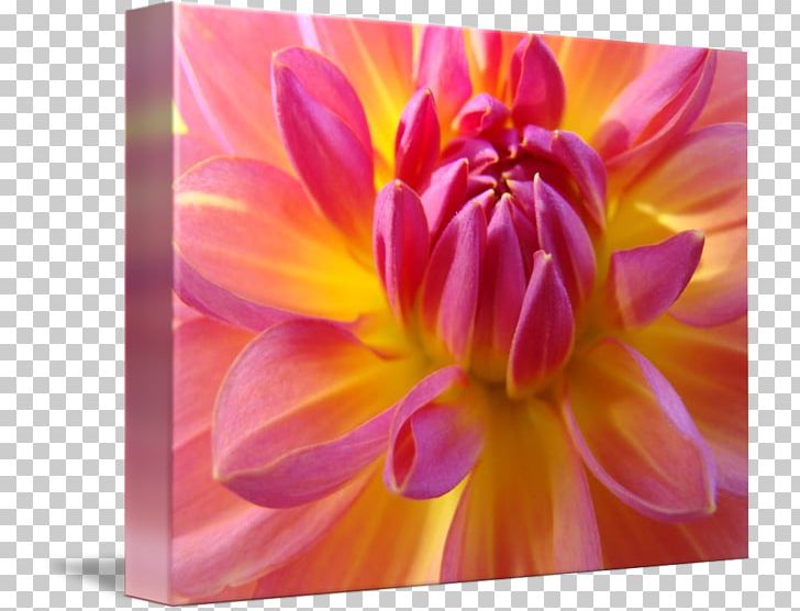 Flower Dahlia Floral Design Plant Petal PNG, Clipart, Art, Artificial Flower, Cut Flowers, Dahlia, Daisy Family Free PNG Download
