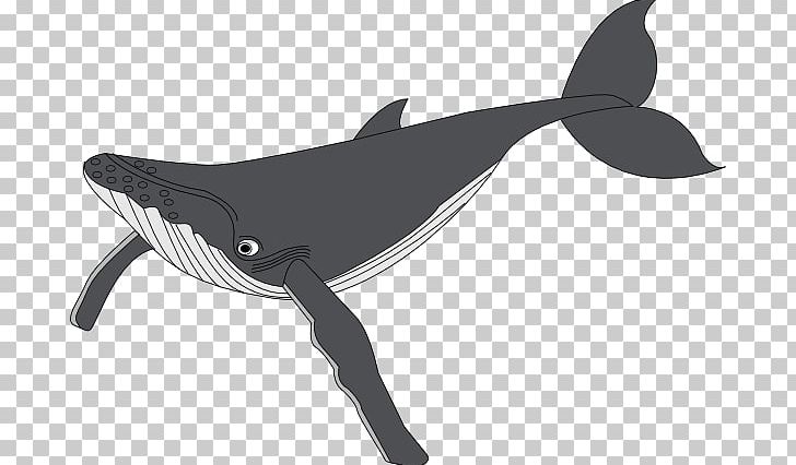 Humpback Whale PNG, Clipart, Black, Black And White, Blog, Blue Whale, Dolphin Free PNG Download