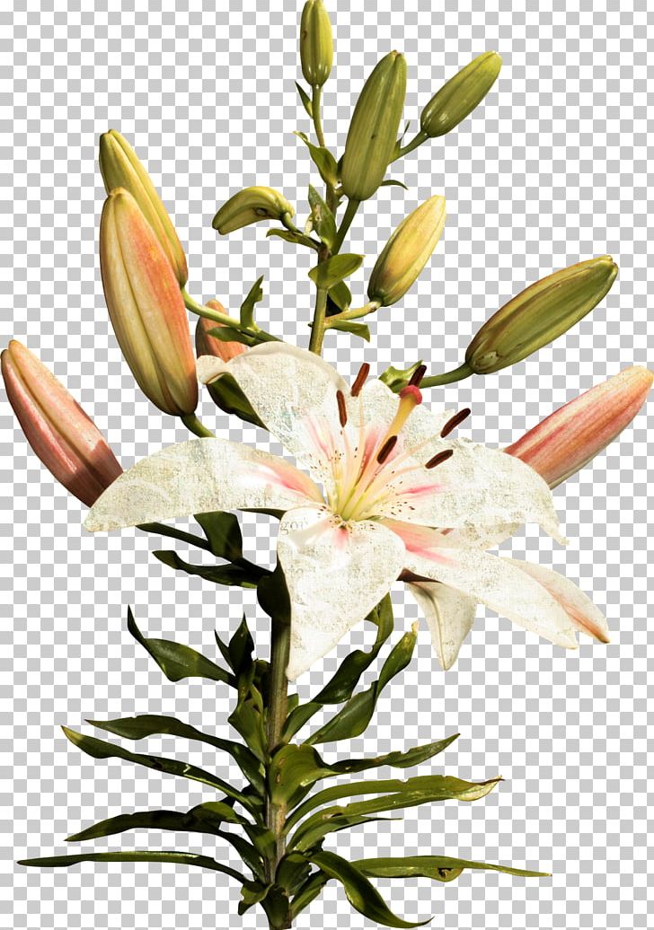 Photography Photomontage PNG, Clipart, Cut Flowers, Encapsulated Postscript, Floral Design, Floristry, Flower Free PNG Download