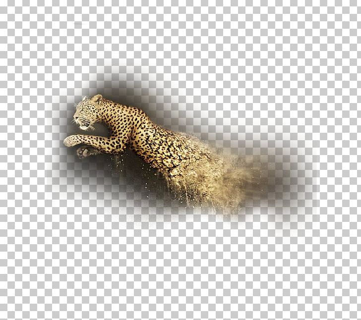 Tail PNG, Clipart, Animal, Animals, Domineering, Download, Leopard Free PNG Download