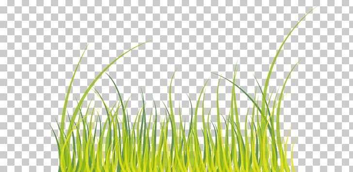 Wheatgrass Green PNG, Clipart, Background Green, Cartoon Grass, Grass, Grasses, Grass Family Free PNG Download