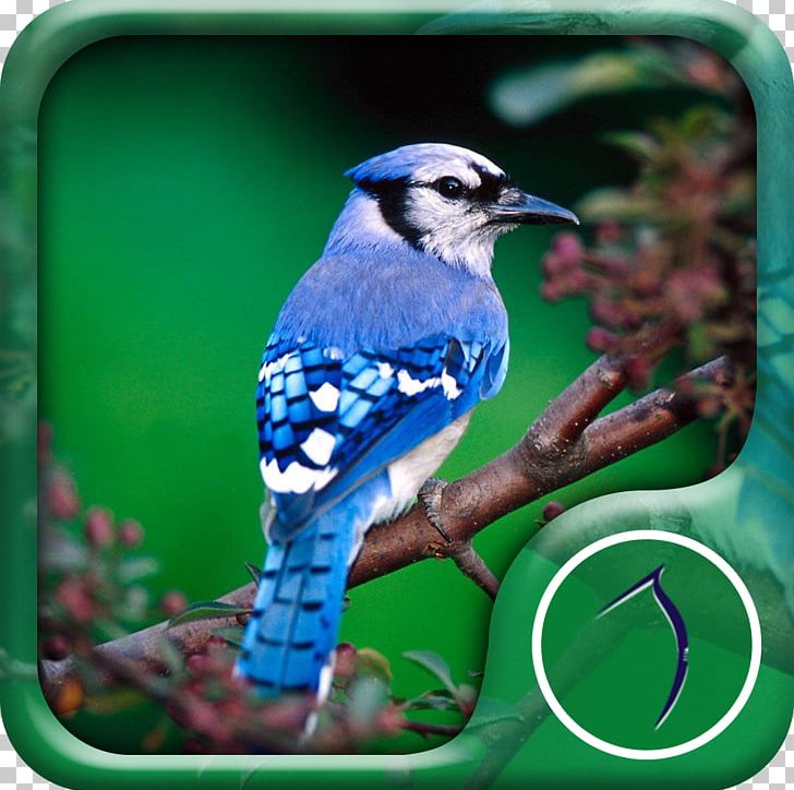 Bird Desktop Bald Eagle High-definition Television Parrot PNG, Clipart, Animal, Animals, Bald Eagle, Bird, Bird Vocalization Free PNG Download