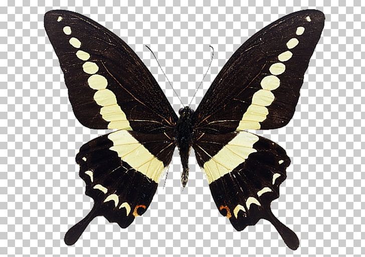 Butterfly Photography Alpine Black Swallowtail PNG, Clipart, Arthropod, Black Butterfly, Brush Footed Butterfly, Insects, Moth Free PNG Download
