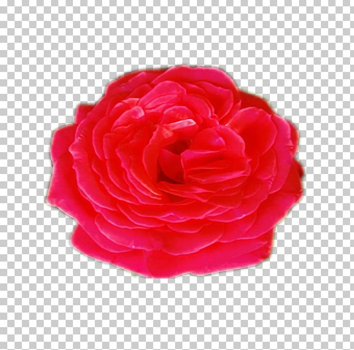 Garden Roses Cabbage Rose Cut Flowers Peony PNG, Clipart, Artificial Flower, Cut Flowers, Flower, Garden, Garden Roses Free PNG Download