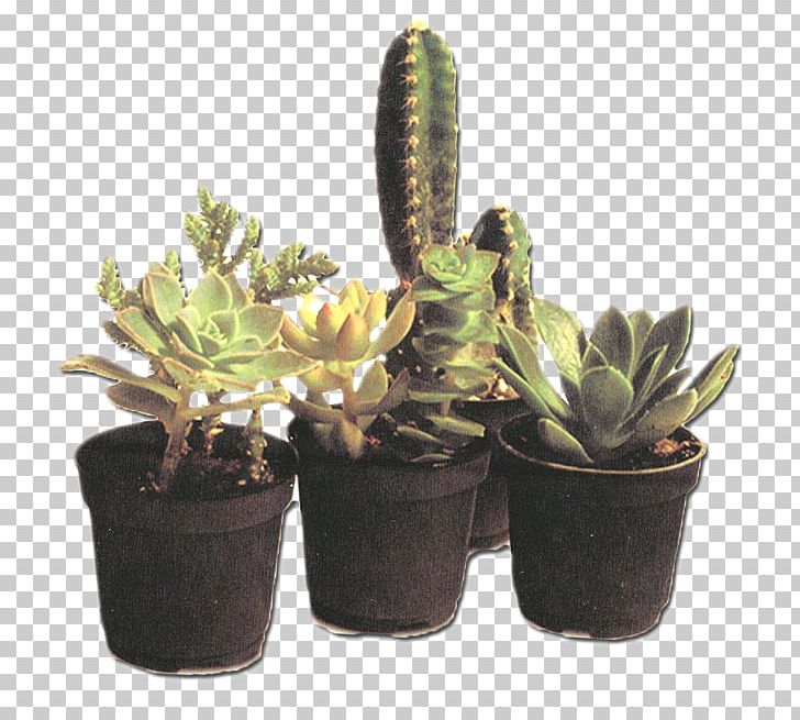 Succulent Plant Cactaceae Houseplant Flowerpot PNG, Clipart, Cactaceae, Cactus, Cut Flowers, Flower, Flowering Plant Free PNG Download