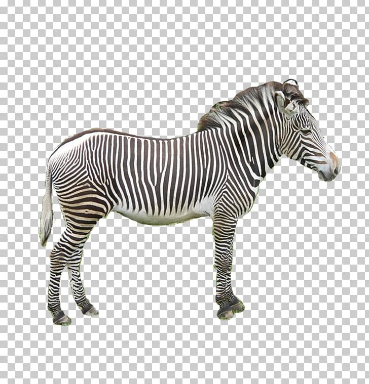 Zebra Donkey PNG, Clipart, Animal, Animals, Art, Black, Black And White Free PNG Download