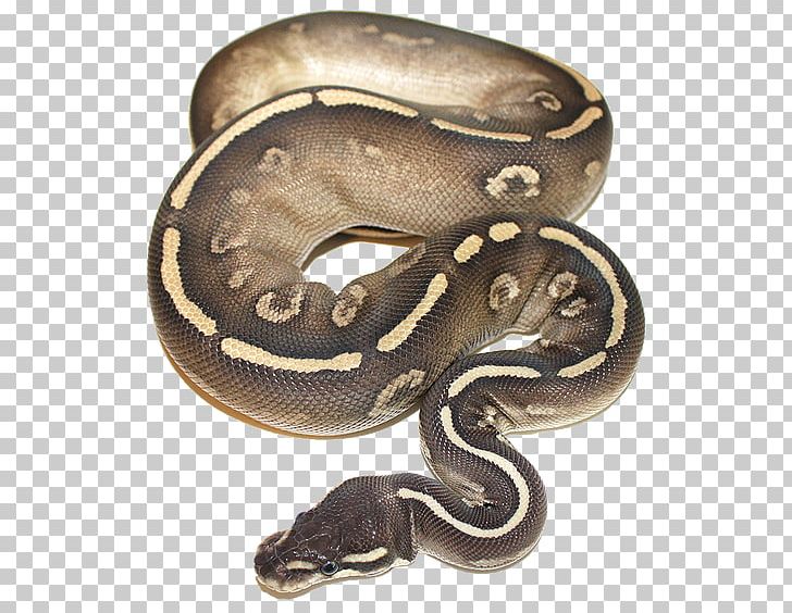 Boa Constrictor Snake Ball Python Piebald Pet PNG, Clipart, Animal Breeding, Animals, Ball, Ball Python, Boa Constrictor Free PNG Download