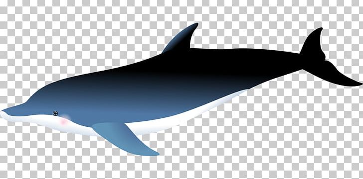 Common Bottlenose Dolphin Short-beaked Common Dolphin Rough-toothed Dolphin Porpoise White-beaked Dolphin PNG, Clipart, Animals, Blue Whale, Drawing, Fauna, Mammal Free PNG Download