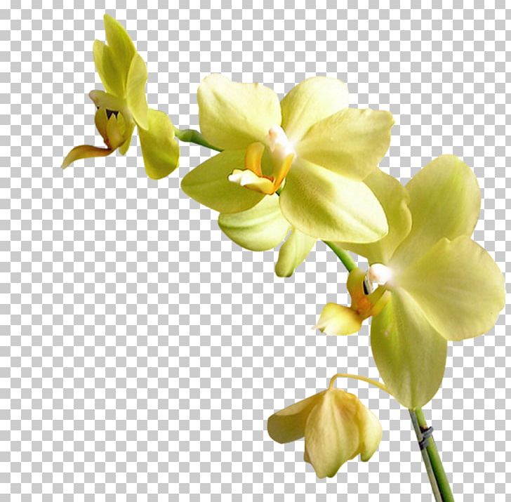 Flower Orchids Yellow PNG, Clipart, Blog, Blue, Blue Rose, Clip Art, Computer Icons Free PNG Download