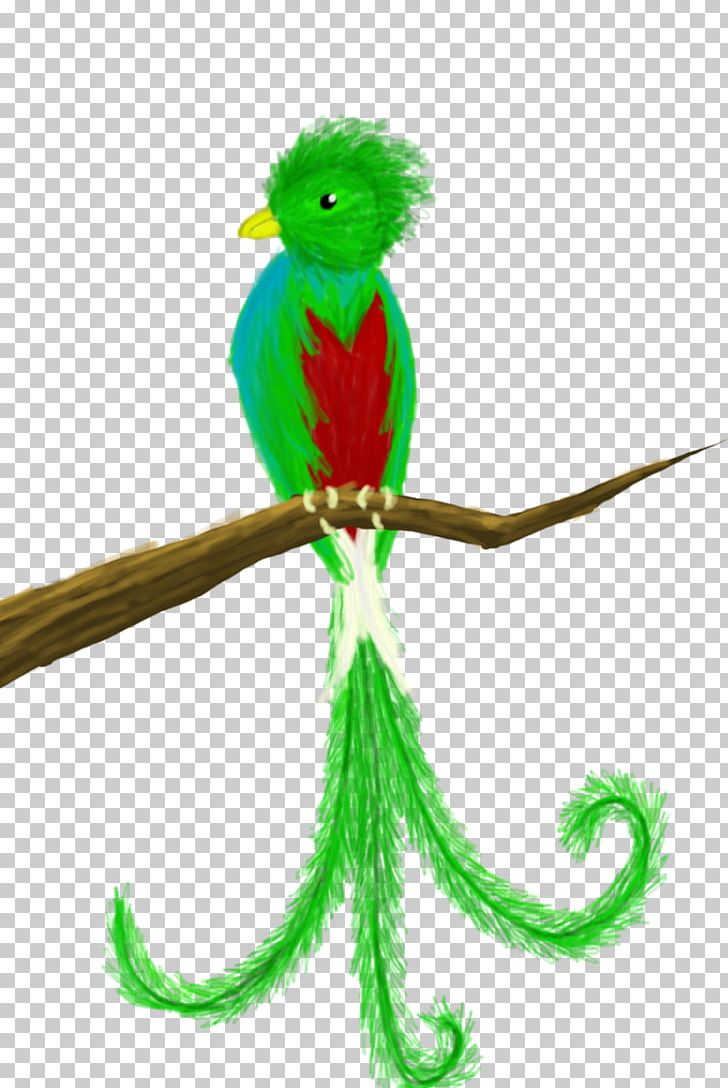 Guatemala Bird Quetzal Drawing PNG, Clipart, Beak, Bird, Computer Icons, Cute Quetzal Cliparts, Drawing Free PNG Download