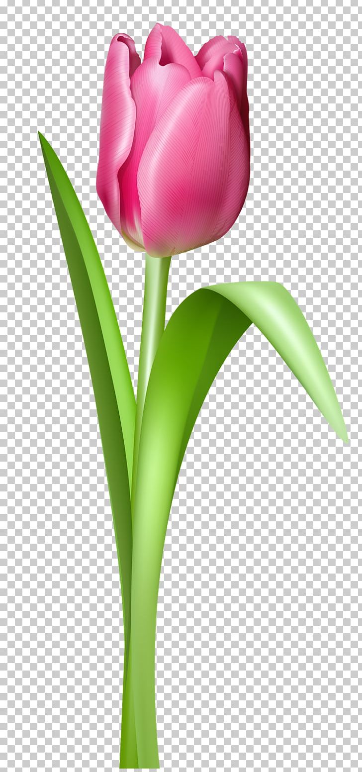 Indira Gandhi Memorial Tulip Garden Pink PNG, Clipart, Bud, Color, Cut Flowers, Desktop Wallpaper, Flower Free PNG Download