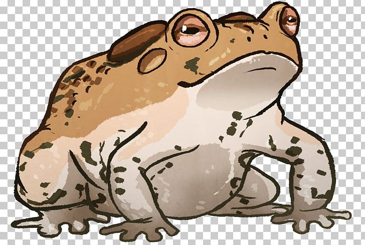 Toad True Frog Tree Frog Terrestrial Animal PNG, Clipart, Amphibian, Animal, Animals, Canidae, Carnivoran Free PNG Download