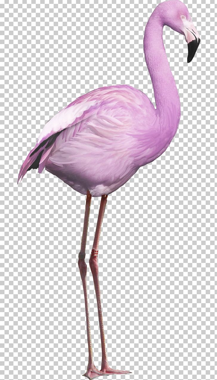 Bird Greater Flamingo American Flamingo Portable Network Graphics PNG, Clipart, American Flamingo, Animals, Beak, Bird, Crane Like Bird Free PNG Download