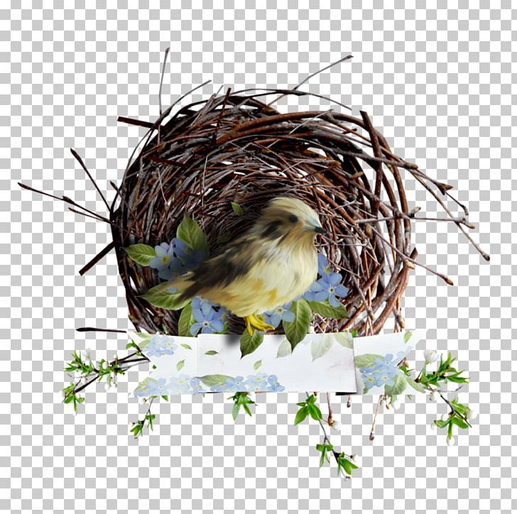 Bird House Sparrow Finches Owl PNG, Clipart, American Goldfinch, American Robin, Animals, Beak, Bird Free PNG Download