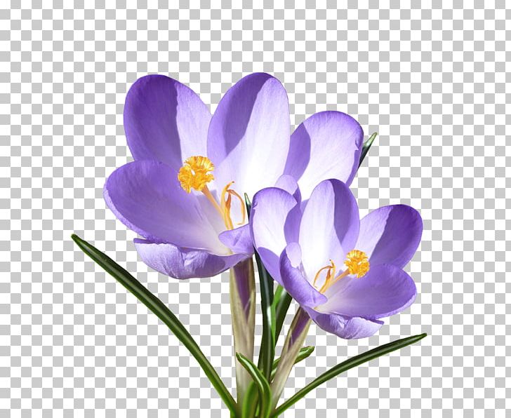 Crocus Vernus Flower Violet Blume Iridaceae PNG, Clipart, Blume, Crocus, Crocus Vernus, Flower, Flowering Plant Free PNG Download