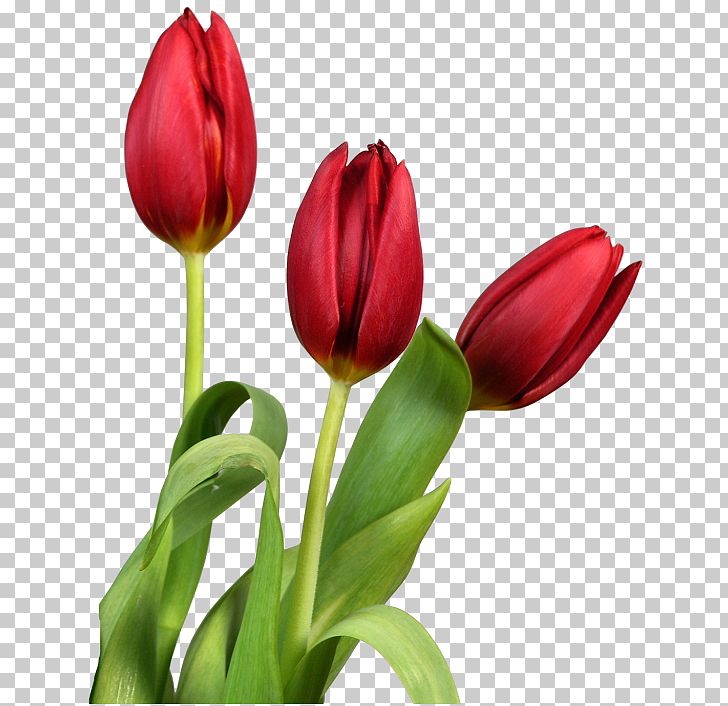 Tulip Flower PNG, Clipart, Bud, Clipart, Clip Art, Computer Graphics, Cut Flowers Free PNG Download