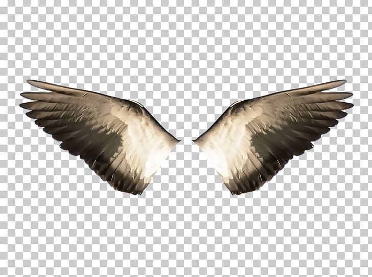 Bird Flight Wing Stock.xchng Water Bird PNG, Clipart, Animals, Ave, Beak, Bird, Bird Flight Free PNG Download