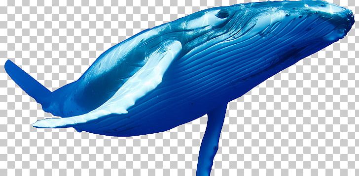 Blue Whale Cetaceans PNG, Clipart, Desktop Wallpaper, Display Resolution, Dolphin, Electric Blue, Fauna Free PNG Download