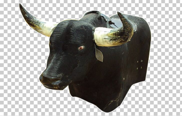 Bull Cattle Ox Horn Snout PNG, Clipart, Animal, Bull, Cattle, Cattle Like Mammal, Cow Goat Family Free PNG Download