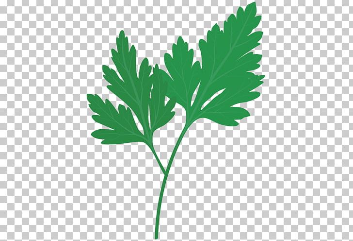 Parsley Coriander Medicinal Plants Herb Basil PNG, Clipart, Basil, Branch, Celery, Chives, Condiment Free PNG Download