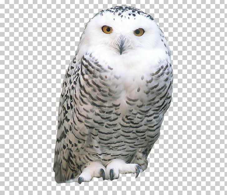 Tawny Owl Snowy Owl Eurasian Eagle-owl Bird Striginae PNG, Clipart, Animal, Animals, Animation, Anime Character, Anime Eyes Free PNG Download