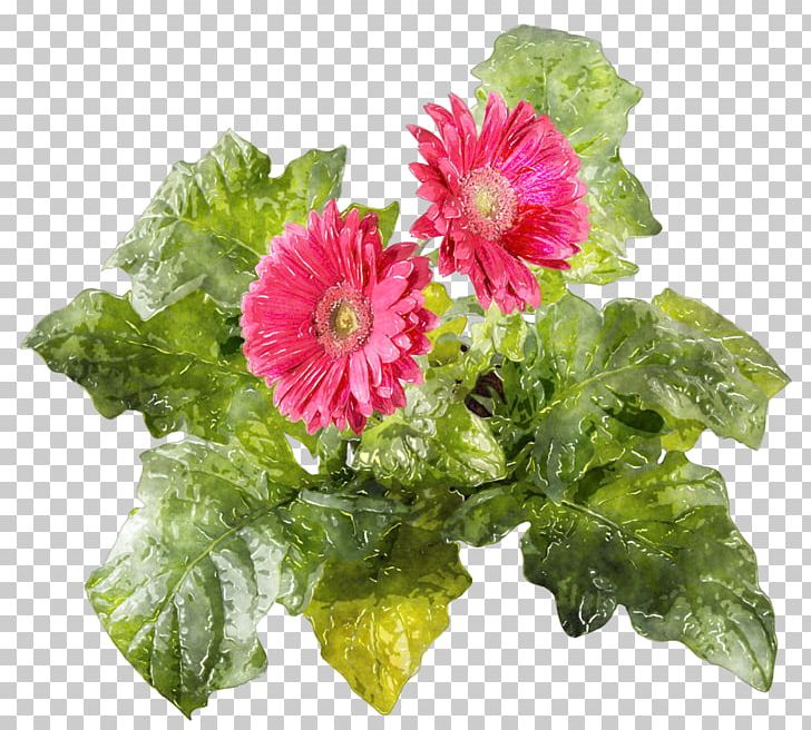 Transvaal Daisy Cut Flowers Google S Přeju Ti PNG, Clipart, Annual Plant, Chrysanthemum, Chrysanths, Cut Flowers, Floral Design Free PNG Download