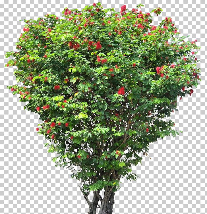 Tree Flower Shrub PNG, Clipart, Architectural Rendering, Branch, Calliandra, Clip Art, Evergreen Free PNG Download