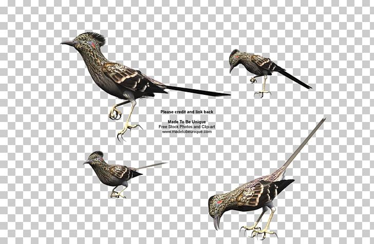 Bird Woodpecker Beak Greater Roadrunner Wile E. Coyote And The Road Runner PNG, Clipart, All About Birds, Animals, Beak, Bird, Bird Fly Free PNG Download