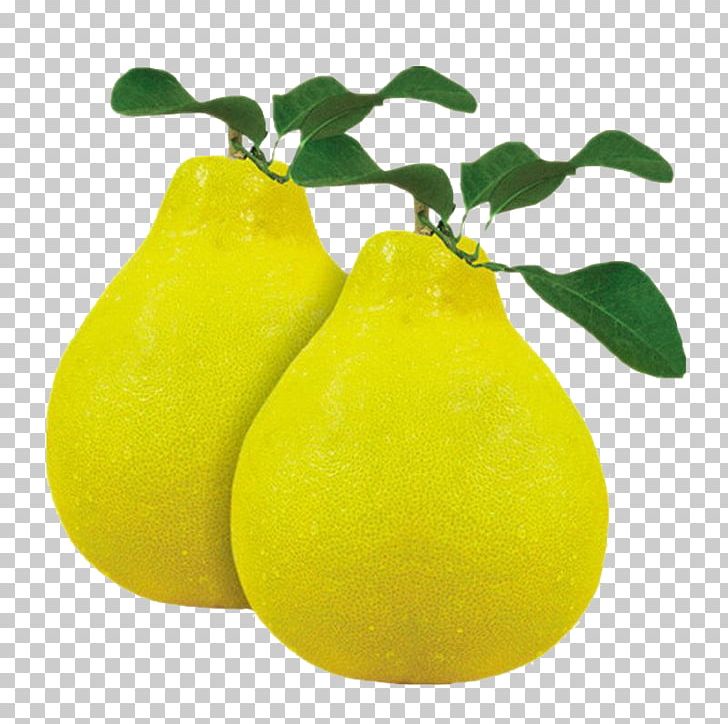 Citron Pomelo Lemon Grapefruit Citrus Junos PNG, Clipart, Citron, Citrus, Citrus Junos, Citrus Maxima U2018shatianu2019, Food Free PNG Download