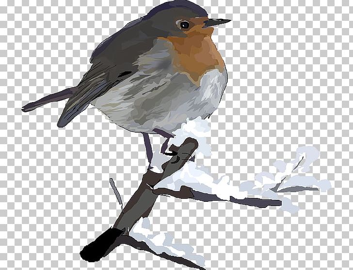 European Robin Bird Robin PNG, Clipart, American Robin, Animals, Beak, Bird, European Robin Free PNG Download