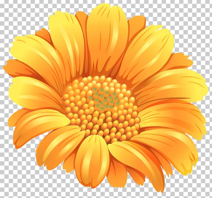 Flower Orange Common Daisy PNG, Clipart, Calendula, Chrysanths, Common Daisy, Common Sunflower, Daisy Free PNG Download