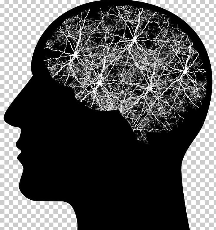 Human Head Human Brain Human Body PNG, Clipart, Anatomy, Black And White, Brain, Cerebral Cortex, Head Free PNG Download