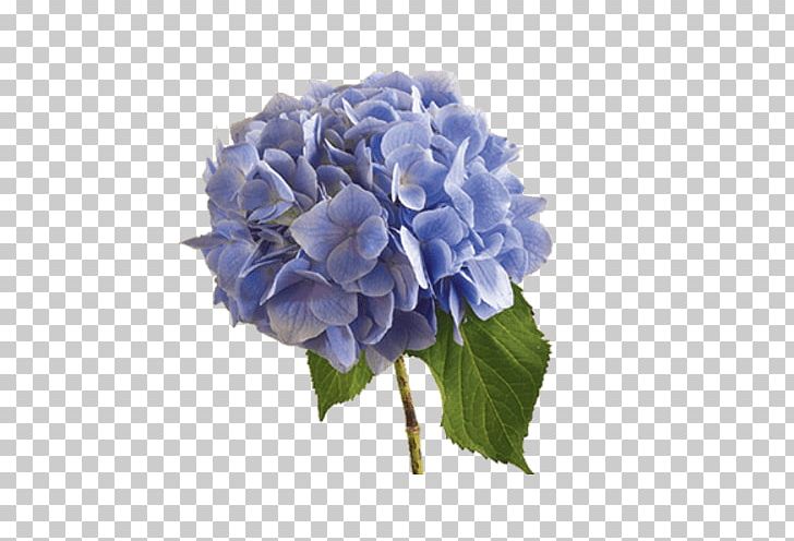 Plant Symbolism Flower Meaning Shrub Hydrangea Arborescens PNG, Clipart, Annual Plant, Artificial Flower, Blue, Color, Cornales Free PNG Download