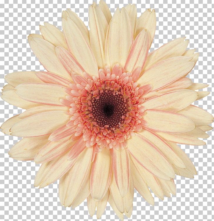 Transvaal Daisy Common Daisy Cut Flowers PNG, Clipart, Chrysanthemum, Chrysanths, Cli, Common Daisy, Cut Flowers Free PNG Download